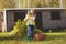 Happy child girl playing little gardener in autumn and picking leaves into basket. Seasonal garden work