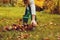 Happy child girl playing little gardener in autumn and picking leaves into basket. Seasonal garden work.