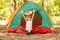 Happy child girl in sunglasses enjoy summer time with hands up in camping tent in summer forest