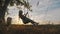 Happy child girl on swing at golden summer sunset. Silhouette of a young teenager girl swinging on the lone tree at