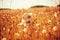 Happy child girl walking on summer meadow with dandelions. Rural country style scene, outdoor activities