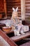 Happy child girl wearing bunny ears for easter sitting on country house ladder