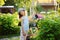 happy child playing little gardener and watering hydrangea bush in sunny summer garden