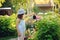 Happy child playing little gardener and watering hydrangea bush in sunny summer garden