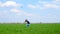 A happy child runs with the plane on the green grass, then launches the plane in flight