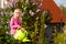 Happy child watering flowers in the garden