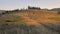 Happy childhood background. Non-urban scene. Freedom conceptual view. Happy children playing on meadow field hill