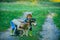 Happy childhood. Kids having fun dog pet in field against nature background. Dog and funny kids enjoying together