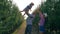 Happy childhood in rural family, strong father throws son to sky and mother waving hands at apple garden in sunlight