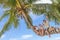 Happy children - boy and girls - on palm tree, tropical