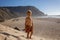 Happy children, boys, playing on the beach on sunset, kid cover in sand, smiling, laughing