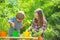 Happy children farmers having fun on spring field. Two Little farmers in village. Two Happy children farmers working