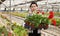 Happy chinese woman or gardener holding flowers geranium in greenhouse