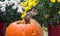 A happy chipmunk sits on a jack o lantern