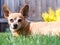 Happy Chiweenie Sitting in Grass on Sunny Day