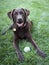 Happy chocolate lab