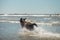 Happy chocolate labrador retriever running and splashing in the ocean