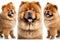Happy Chow Chow Looking at Camera on White Background for Pet Lovers.