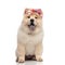 Happy chow chow wearing colorful flowers crown panting and sitting