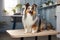 Happy clean well-groomed combed dog on the table in the grooming salon. Charming blue merle sheltie. Generative AI.