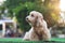 Happy Cockapoo dog sit on green grass