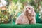 Happy Cockapoo dog sit on green grass