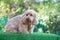 Happy Cockapoo dog sit on green grass