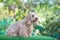 Happy Cockapoo dog sit on green grass