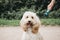 Happy Cockapoo puppy on a leash sitting and looking at the camera.