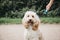 Happy Cockapoo puppy on a leash sitting and looking at the camera.