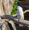 Happy cockatoo sitting on a branch making a happy expression