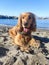 Happy cocker spaniel on the beach portrait