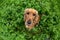 Happy cocker spaniel running in the green grass