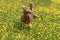 Happy cocker spaniel running in the yellow daisy field