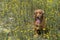 Happy cocker spaniel running in the yellow daisy field