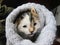 Happy / content short hair calico cat resting cozy in a towel