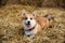 Happy corgi dog Laing on hay smiling with tongue out