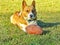 Happy corgi dog playing with ball