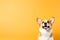 Happy Corgi dog portrait on colored background with copy space. Portrait studio shot of a cute smiling Corgi dog against yellow