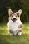 Happy corgi dog portrait outdoors in summer