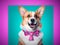 Happy Corgi dog wearing bow tie on colored background with copy space. Studio portrait shot of a Corgi dog on purple blue
