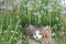 Happy country cat in dandelions in the summer in the field