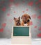 Happy couple of in love dogs with a blank greenboard