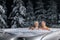 Happy couple relaxing in outdoor jacuzzi at winter in resort spa hotel. romantic getaway