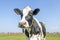 Happy cow, black and white curious gentle smart looking, in a green field, blue sky