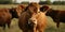 happy cows on eco farm, eco farm in sunshine, organic food, Generative AI