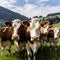happy cows on eco farm, natural food, close up, Generative AI