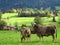 Happy cows in green pasture of hilly countryside