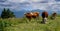 Happy cows on a high alpine pasture in the Tegernsee region in summer with lush grass and a great view