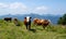 Happy cows on a high alpine pasture in the Tegernsee region in summer with lush grass and a great view